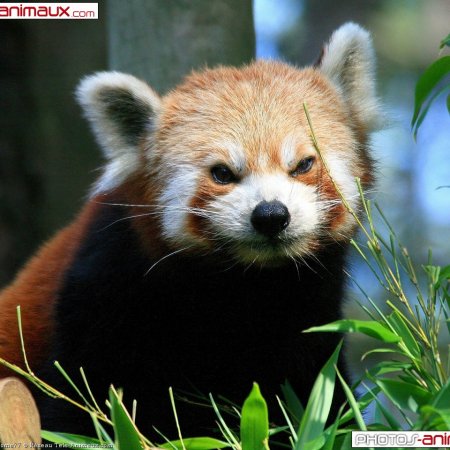 dart_chevalier_dragoon