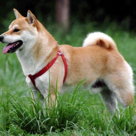 shibavert