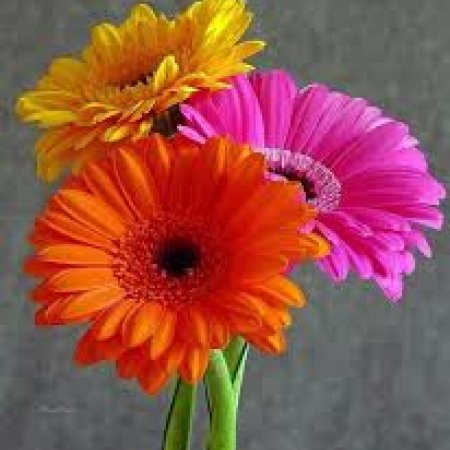 gerbera2