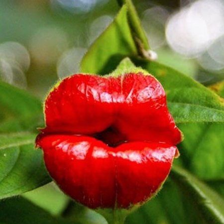 christine.claudine321