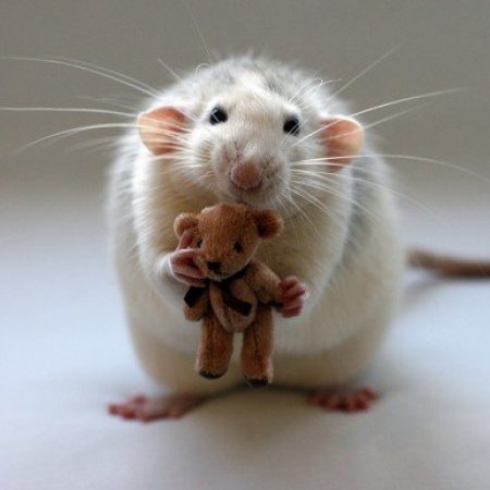 minie.petite.souris