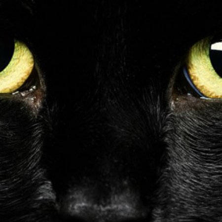 cats-eyes