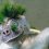Photo de tortue-punk