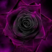 sombre_cassandre