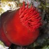 Photo de anemone2mer
