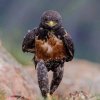 aigle.vole
