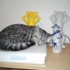 Photo de othelo