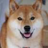 Photos de shibavert