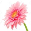 Photos de gerbera2