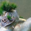 Photo de tortue-punk