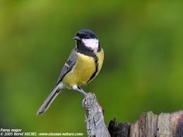 Photos de tomtit