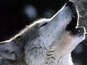 Photos de wolfgano