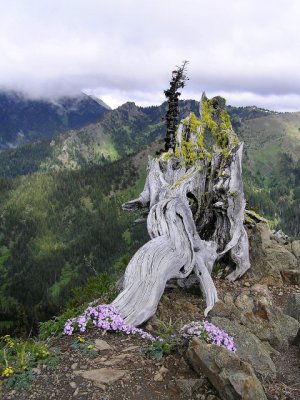 Photos de totem