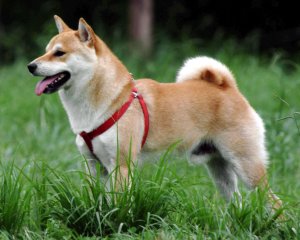 Photos de shibavert