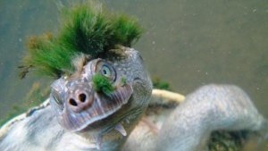 Photos de tortue-punk