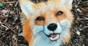 Photos de foxpro