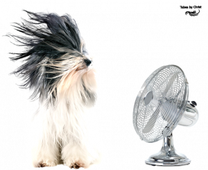 Photos de ventilateur