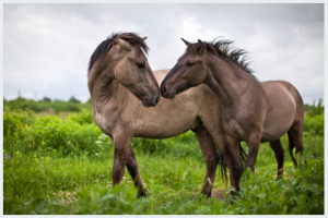 Photos de wildmustang