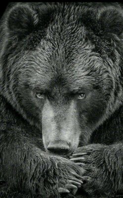 Photos de zeeva.louve