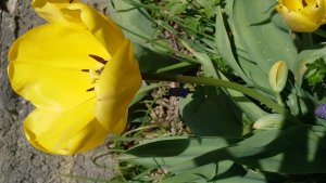 Photos de laurent25550