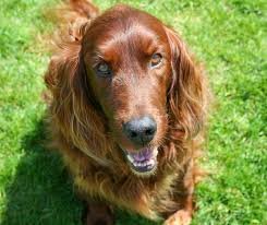 Photos de elisadelcroix145