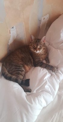 Photos de fennecdz69