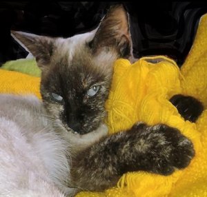 Photos de amethystehautsdefrance