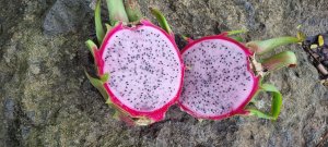 Photos de pitaya97200