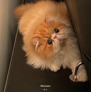 Photos de solangesimle